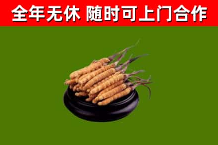 镇沅县回收散虫草